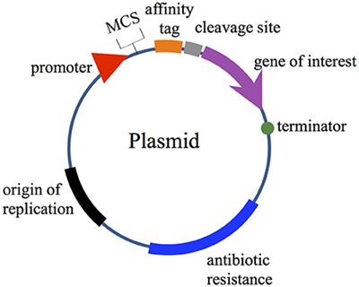 Heterologous Expression of Biopreservative Bacteriocins With a View to Low Cost Production